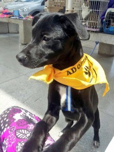 Adopciones Midmall