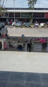 Adopciones Midmall