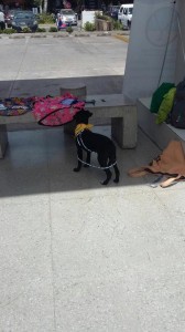 Adopciones Midmall
