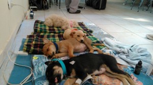 Esterilizacion La Florida
