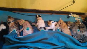 Esterilizacion La Florida