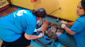 Esterilizacion La Florida