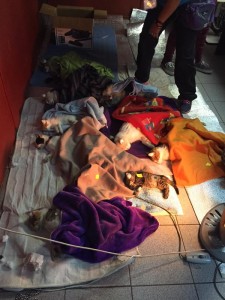 Esterilizacion Huechuraba