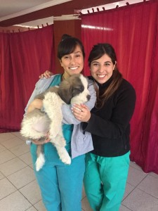 Esterilizacion Huechuraba