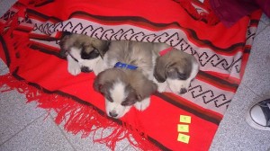 Esterilizacion Huechuraba